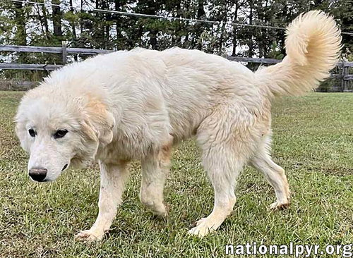 CLARENCE IN AL - A LOVER OF HUGS & SNACKS! - Great Pyrenees available for adoption