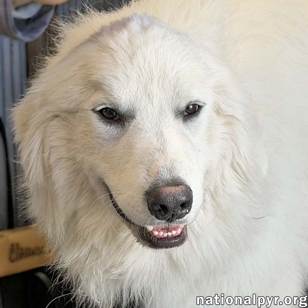 Clarence in OH - A Lover of Hugs & Snacks!