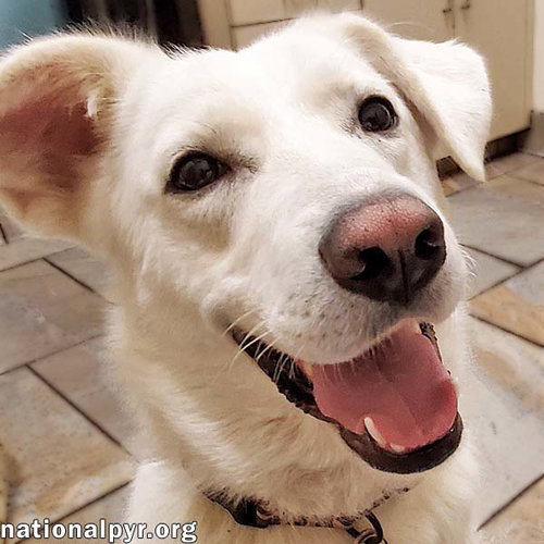 picture of the dog needing adoption