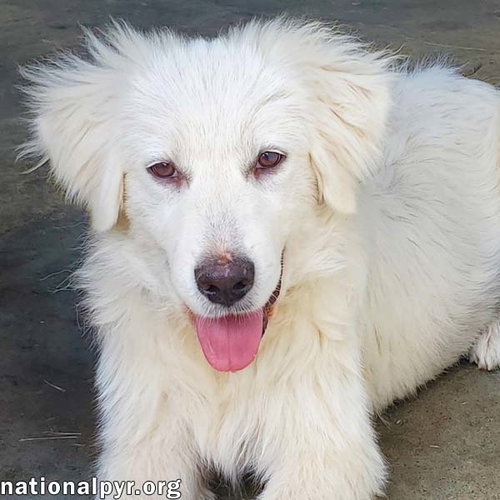 picture of the dog needing adoption