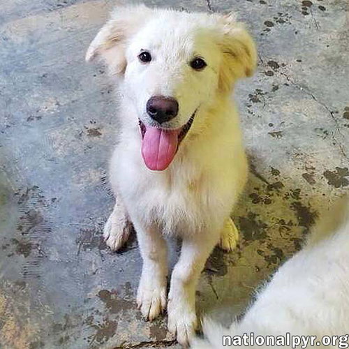 picture of the dog needing adoption
