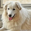 Sapphire in KY - A Bundle of Fun! - Photo 1