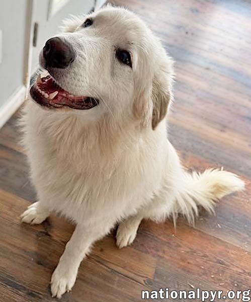 SAPPHIRE IN KY - A BUNDLE OF FUN! - Great Pyrenees available for adoption