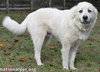 Ice in TN - Will Lean In For Love! - Photo 2