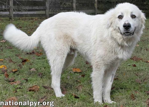 ICE IN TN - WILL LEAN IN FOR LOVE! - Great Pyrenees available for adoption