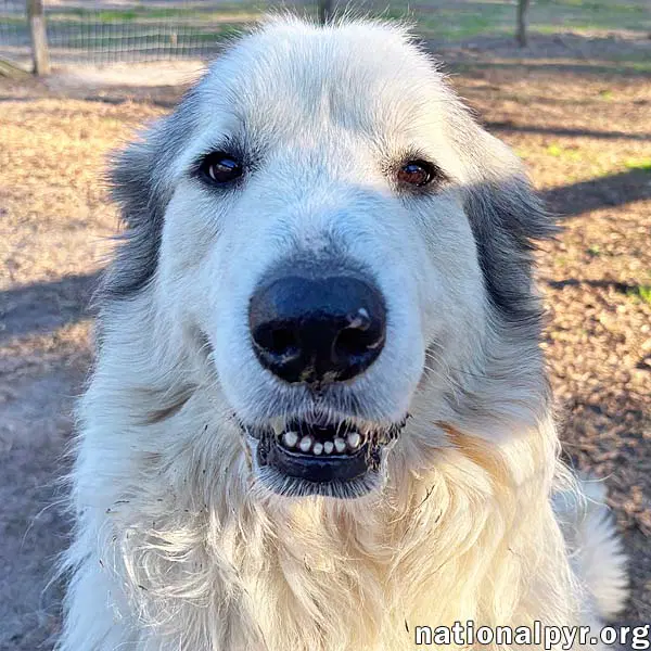 Thor In Ga - Gentle  Affectionate - Great Pyrenees