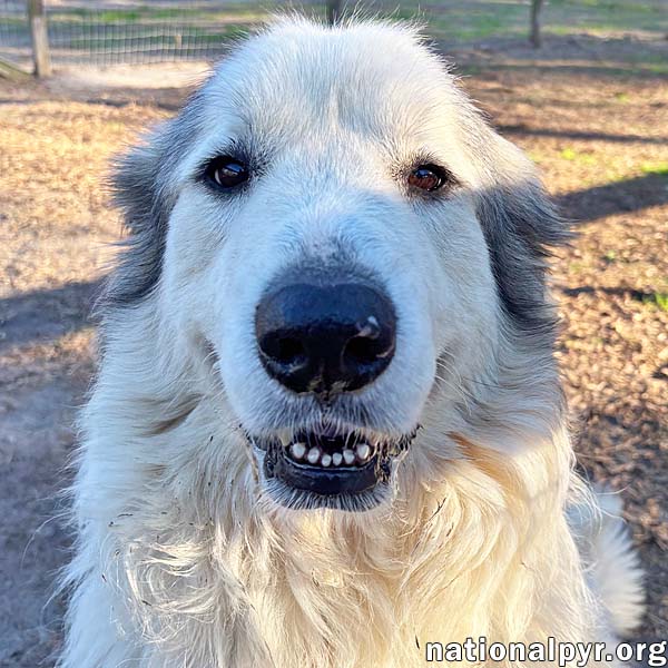 Thor In Ga - Gentle  Affectionate