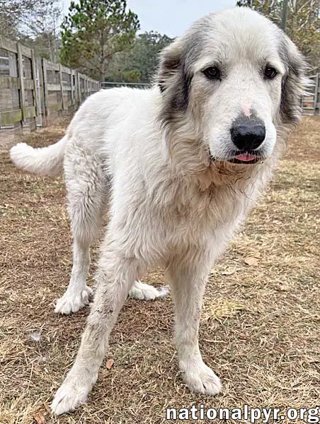 Thor In Ga - Gentle  Affectionate image 2