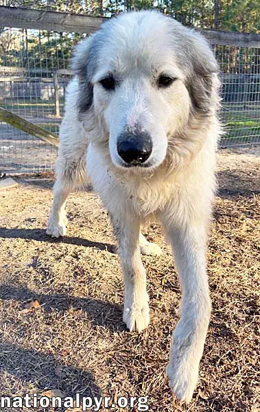 Thor In Ga - Gentle  Affectionate image 3