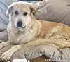 Dolly in TN - Patient & Low-Energy! - Photo 3