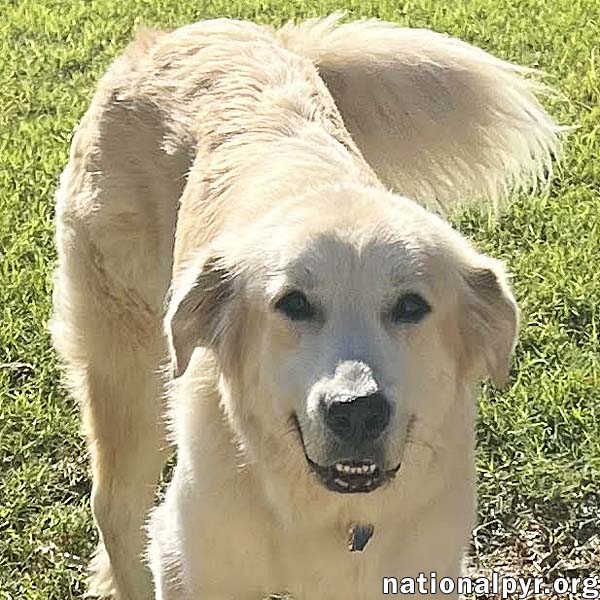 Dolly in TN - Patient & Low-Energy!