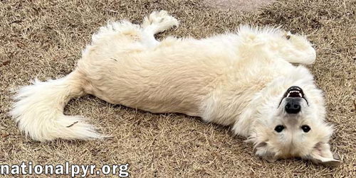 Dolly in TN - Patient & Low-Energy! — thumbnail 6