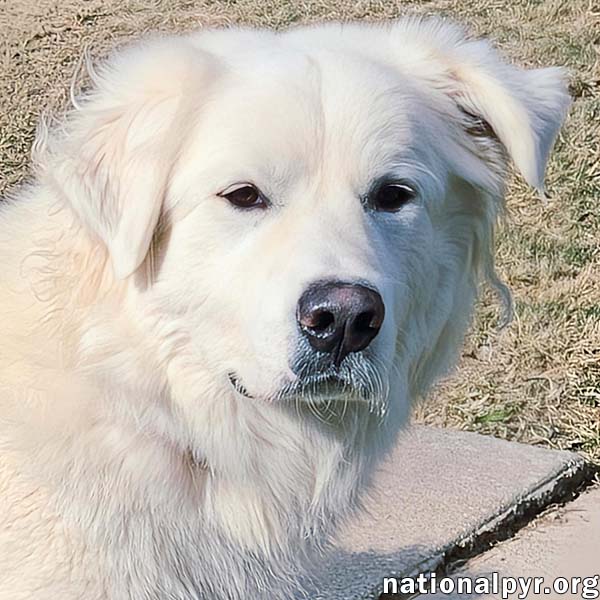 Tofu in KY - Tail-Wagging, Happy Boy!