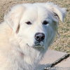 Tofu in KY - Tail-Wagging, Happy Boy! - Photo 1