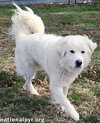Tofu in KY - Tail-Wagging, Happy Boy! - Photo 2