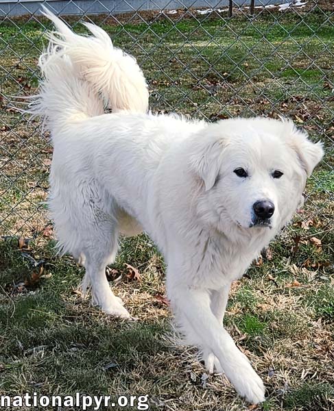 TOFU IN KY - TAIL-WAGGING, HAPPY BOY! - Great Pyrenees available for adoption