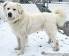 Tofu in KY - Tail-Wagging, Happy Boy! - Photo 3