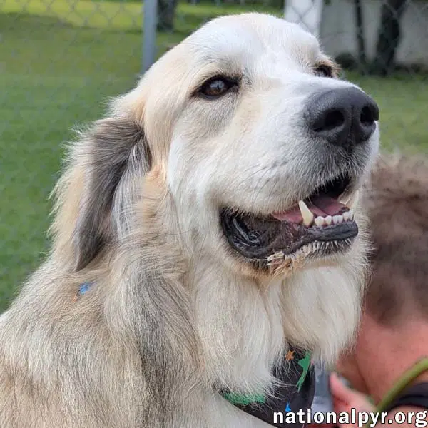 Frosty In Tn - Gives Great Big Hugs - Great Pyrenees