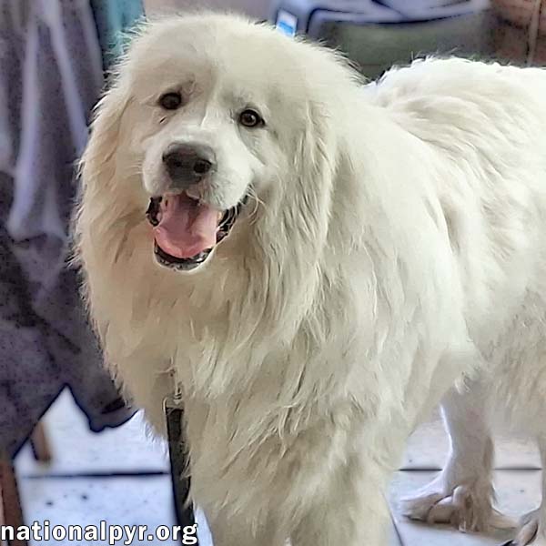Gaston in CT - Happy-Go-Lucky!