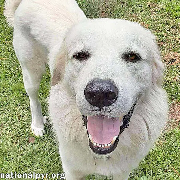 Yeti In Sc - Energetic Playful  Sweet - Great Pyrenees