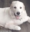 Yeti in SC - Energetic, Playful & Sweet! - Photo 3