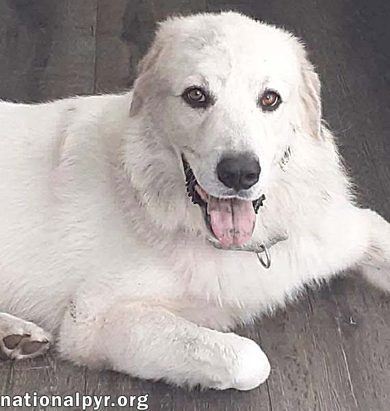 Yeti in SC - Energetic, Playful & Sweet!