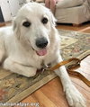 Yeti in SC - Energetic, Playful & Sweet! - Photo 3