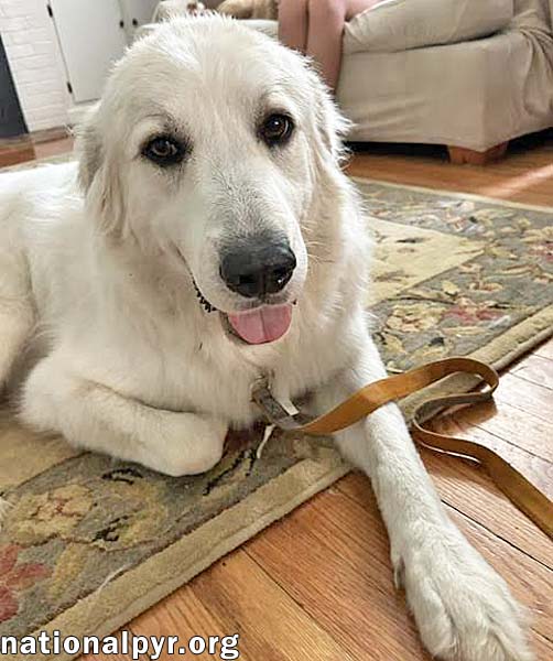 Yeti in SC - Energetic, Playful & Sweet!