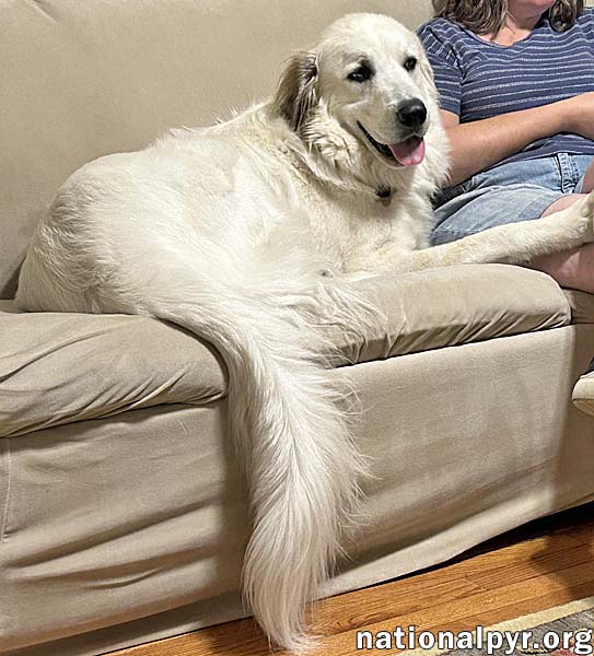 Yeti in SC - Energetic, Playful & Sweet!, photo 2