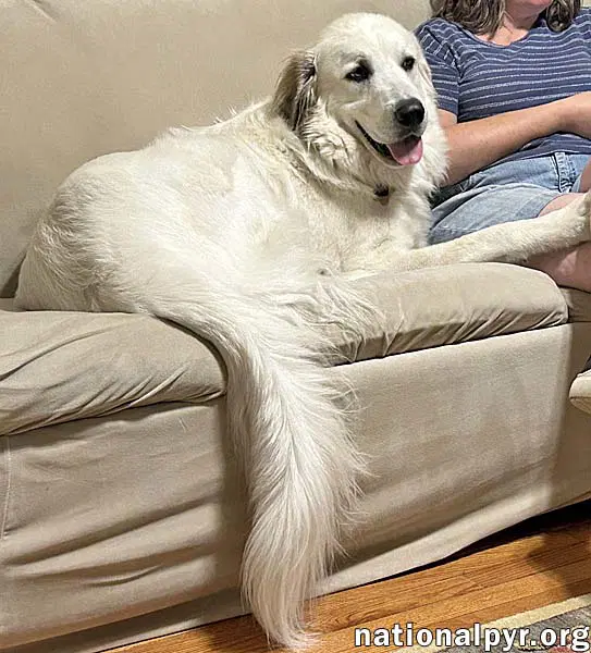 Yeti In Sc - Energetic Playful  Sweet image 2
