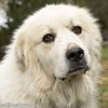 Snowman in TN - Adores Attention! - Photo 1