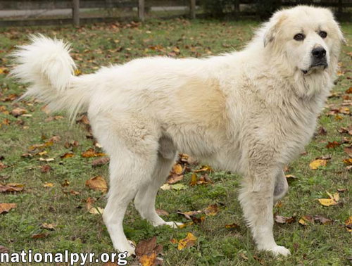 SNOWMAN IN TN - ADORES ATTENTION! - Great Pyrenees available for adoption