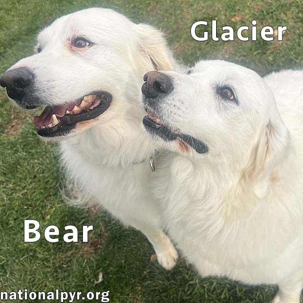 Glacier & Bear in OH - Calm & Affectionate!