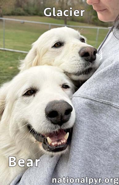 GLACIER & BEAR IN IN - CALM & AFFECTIONATE! - Great Pyrenees available for adoption