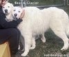 Glacier & Bear in IN - Calm & Affectionate! - Photo 3
