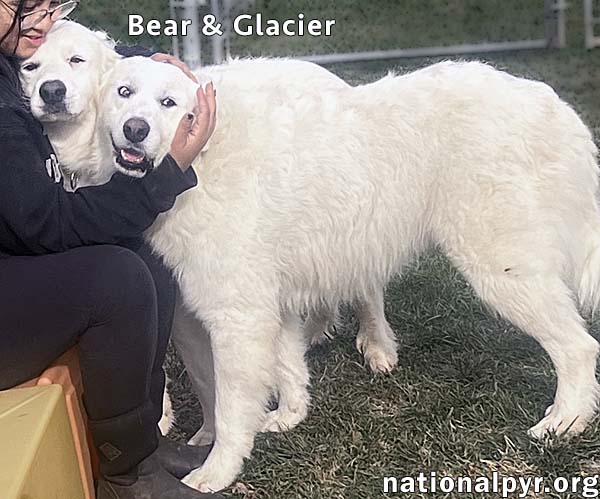 Glacier & Bear in OH - Calm & Affectionate!