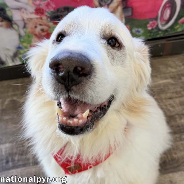 Queso in OH - Loving & Gentle! Image