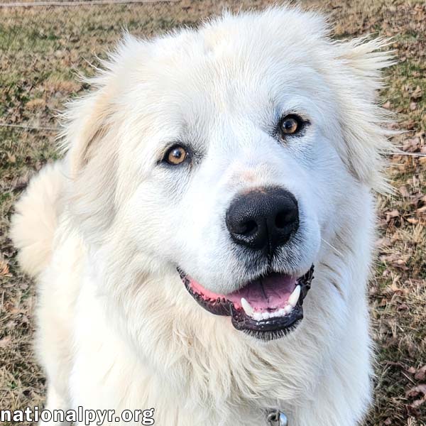 Boomer in KY - Super Smart & Friendly! Image