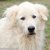 Jose in TN - Calm & Easy-going! - Photo 1