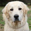 Oso in TN - Happy & Super Sweet! - Photo 1