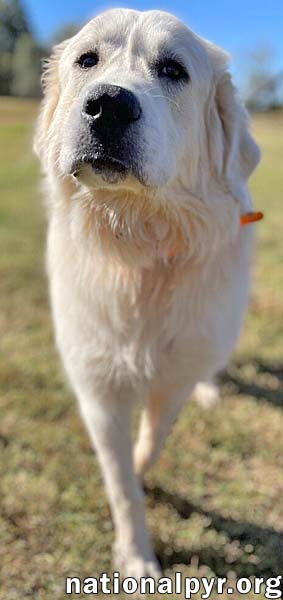 Oso in CT - Happy & Super Sweet!