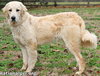 Oso in TN - Happy & Super Sweet! - Photo 3
