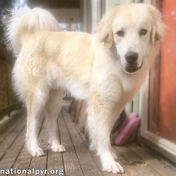 Oso in CT - Happy & Super Sweet!