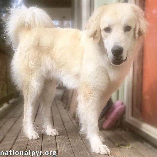 Oso in CT - Happy & Super Sweet!, an adoptable Great Pyrenees in Beacon, NY