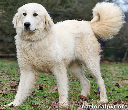LUNA IN TN - GIVES SWEET KISSES! - Great Pyrenees available for adoption
