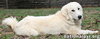 Luna in TN - Gives Sweet Kisses! - Photo 3