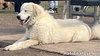 Luna in NJ - Gives Sweet Kisses! - Photo 2