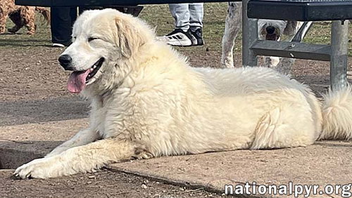 LUNA IN NJ - GIVES SWEET KISSES! - Great Pyrenees available for adoption