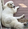 Luna in NJ - Gives Sweet Kisses! - Photo 2