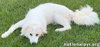 Luna in NJ - Gives Sweet Kisses! - Photo 3